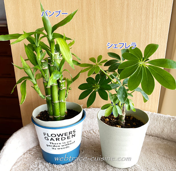 観葉植物