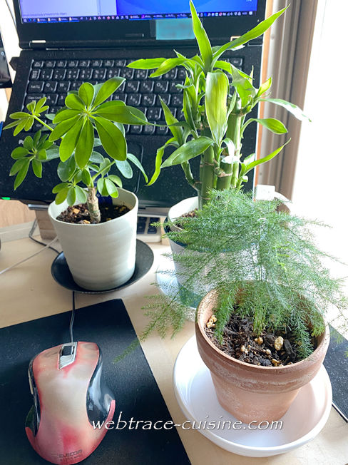 デスク周りの観葉植物