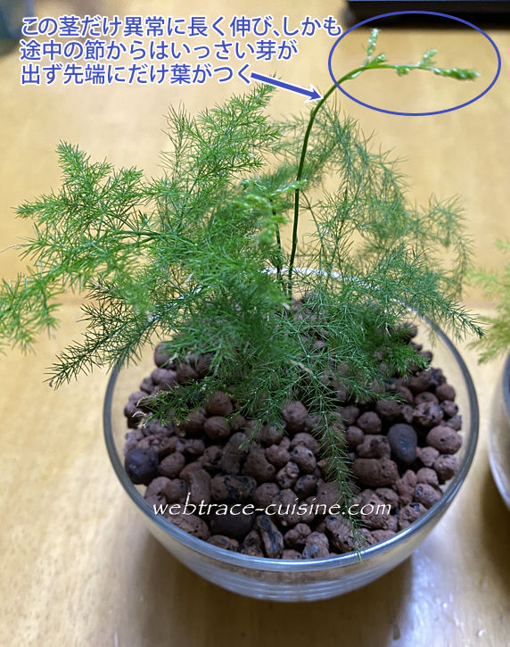 キャプチャ画像