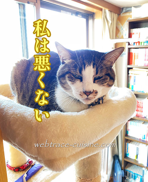 キャプチャ画像