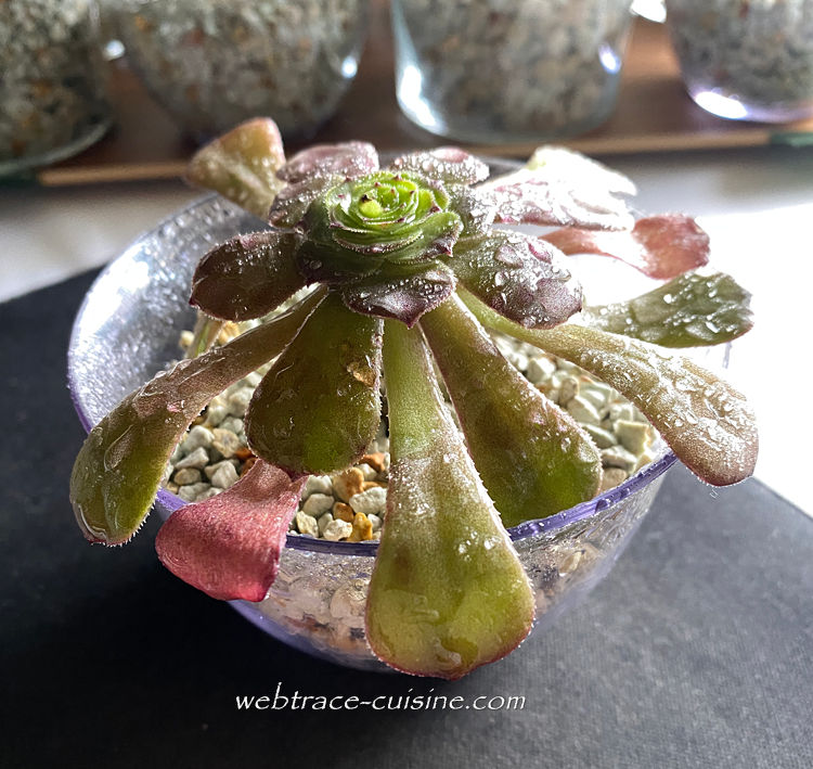 枯れた植物