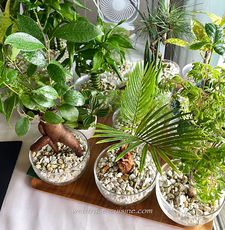 葉水後の植物