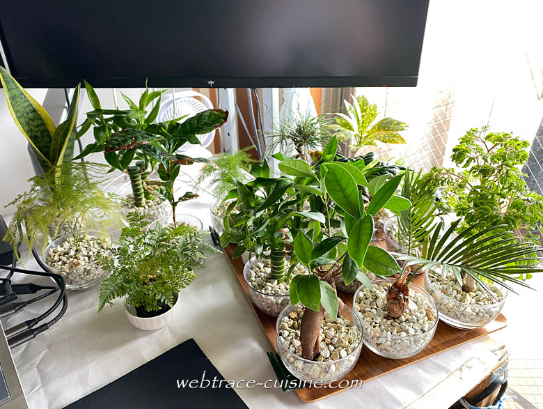 観葉植物群