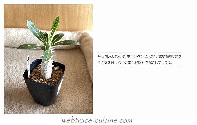 キャプチャ画像